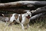 BOULEDOGUE AMERICAIN 104